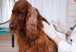 Dog Vaccinations in Burlington