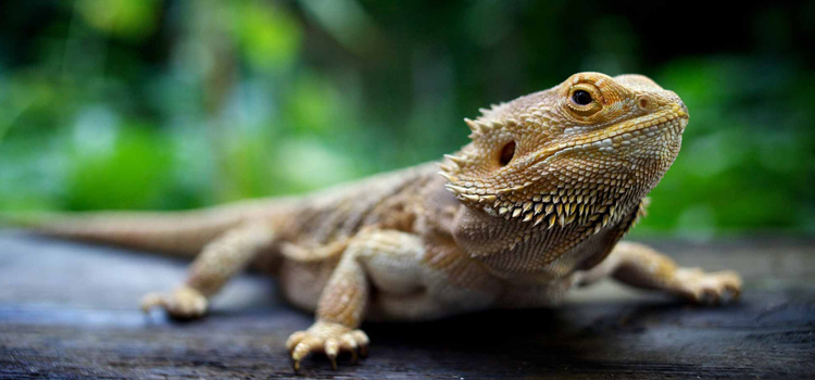 skilled vet care for reptiles in Tuscaloosa