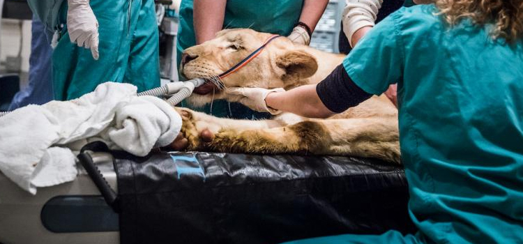 Paris animal hospital veterinary surgical-process