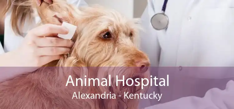 Animal Hospital Alexandria - Kentucky