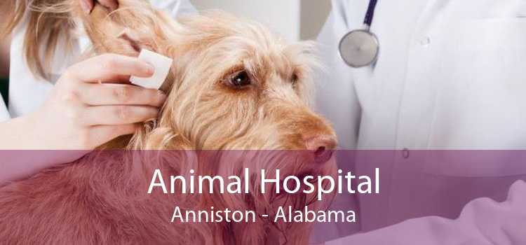 Animal Hospital Anniston - Alabama