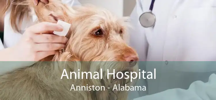 Animal Hospital Anniston - Alabama