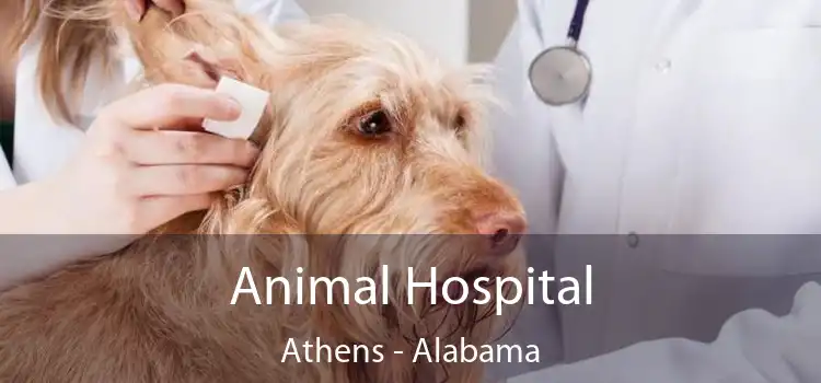 Animal Hospital Athens - Alabama