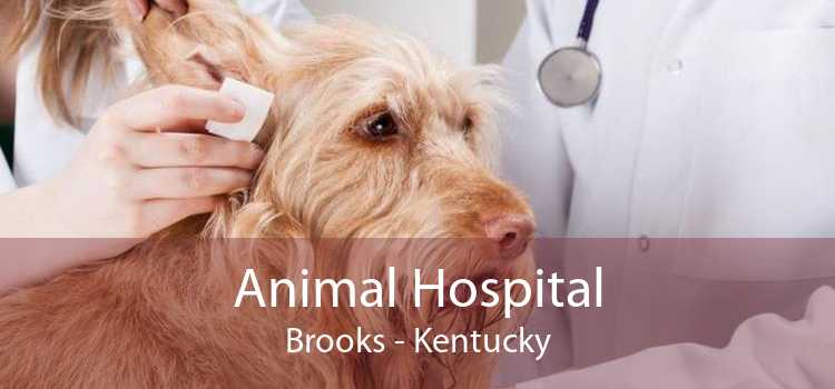Animal Hospital Brooks - Kentucky