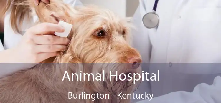 Animal Hospital Burlington - Kentucky