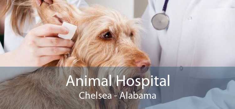 Animal Hospital Chelsea - Alabama