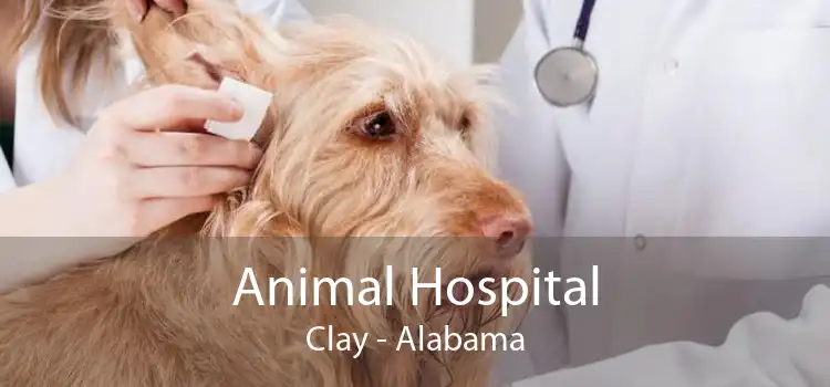 Animal Hospital Clay - Alabama