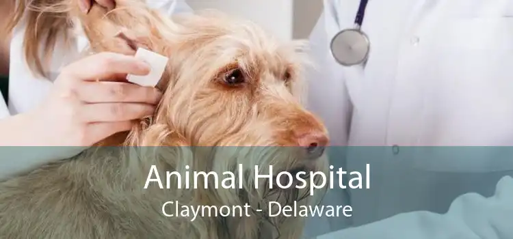 Animal Hospital Claymont - Delaware