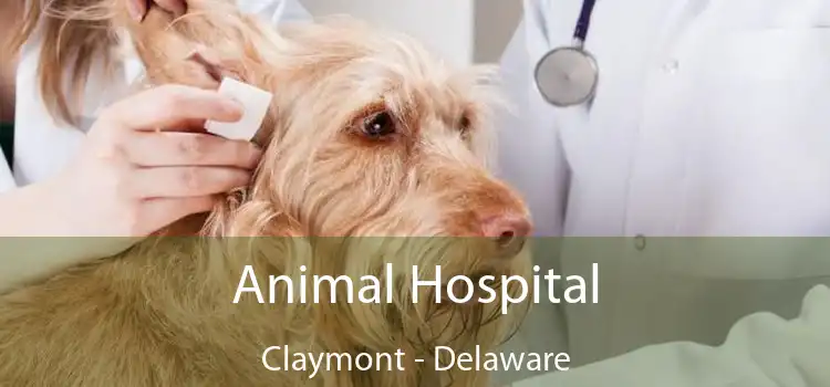 Animal Hospital Claymont - Delaware