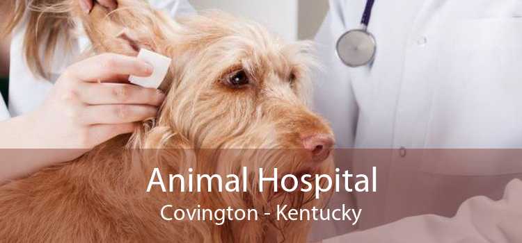 Animal Hospital Covington - Kentucky