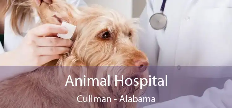 Animal Hospital Cullman - Alabama
