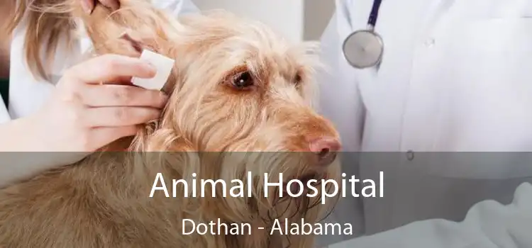 Animal Hospital Dothan - Alabama