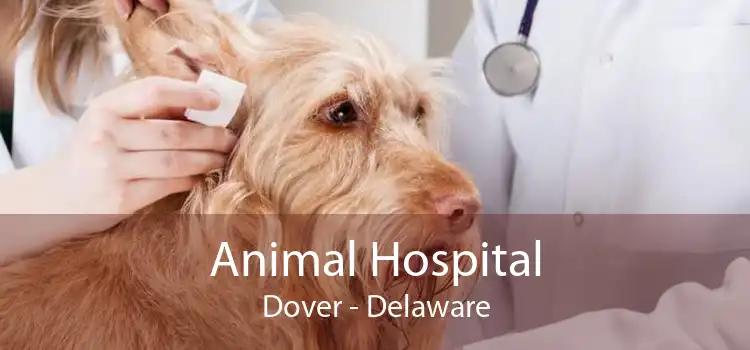 Animal Hospital Dover - Delaware