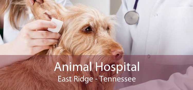 Animal Hospital East Ridge - Tennessee