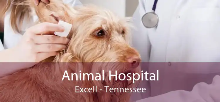 Animal Hospital Excell - Tennessee