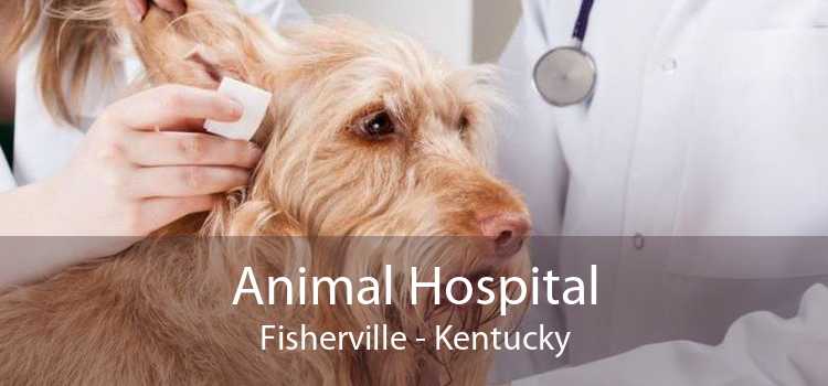 Animal Hospital Fisherville - Kentucky