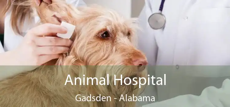 Animal Hospital Gadsden - Alabama