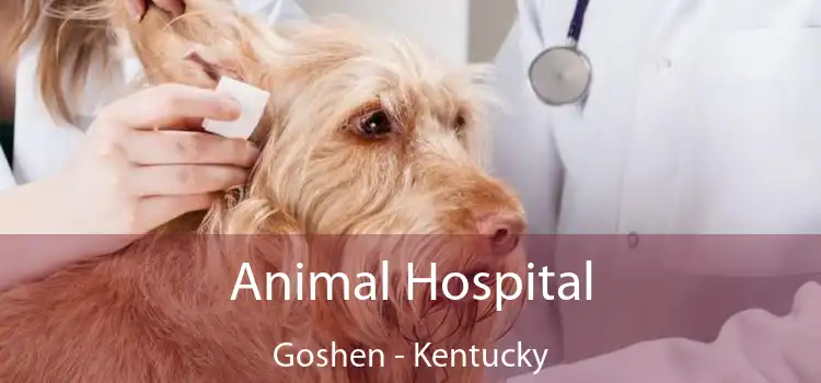 Animal Hospital Goshen - Kentucky