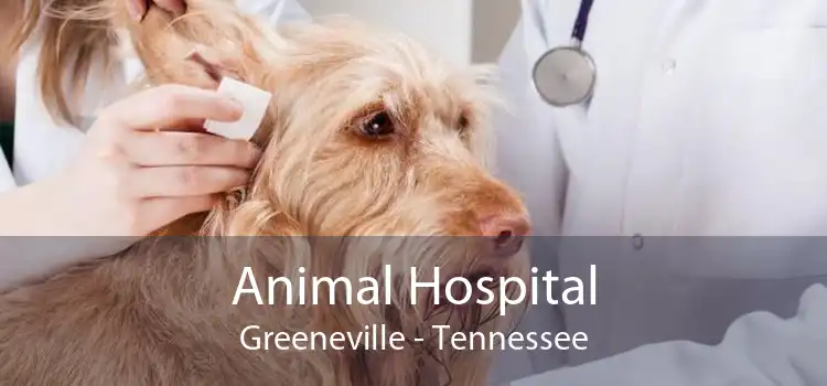 Animal Hospital Greeneville - Tennessee