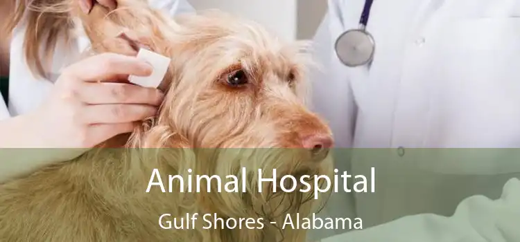 Animal Hospital Gulf Shores - Alabama