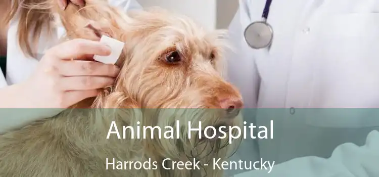 Animal Hospital Harrods Creek - Kentucky