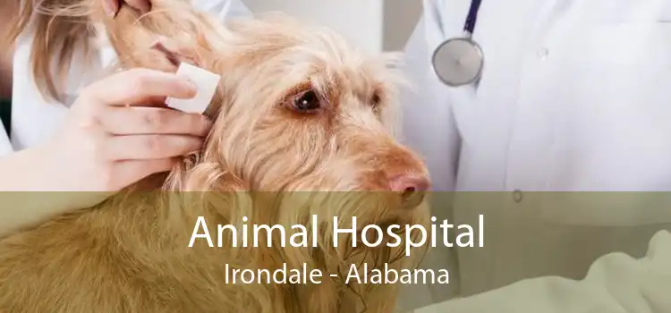 Animal Hospital Irondale - Alabama