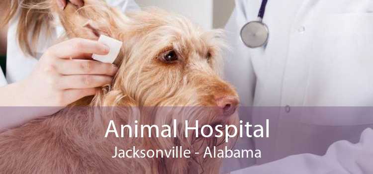 Animal Hospital Jacksonville - Alabama