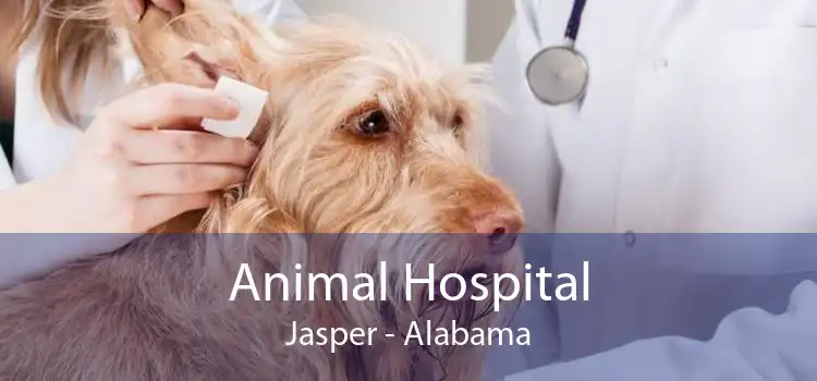 Animal Hospital Jasper - Alabama