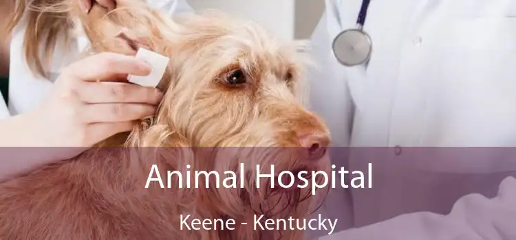 Animal Hospital Keene - Kentucky