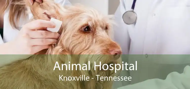 Animal Hospital Knoxville - Tennessee
