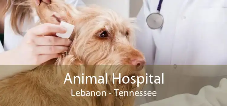Animal Hospital Lebanon - Small, Affordable, And Emergency Animal Hospital