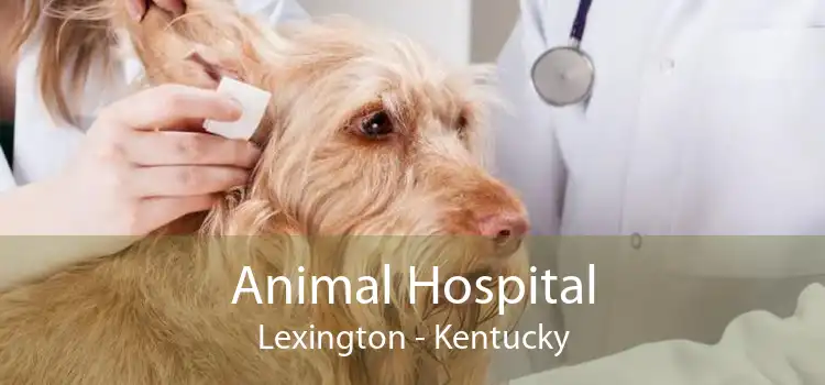 Animal Hospital Lexington - Kentucky
