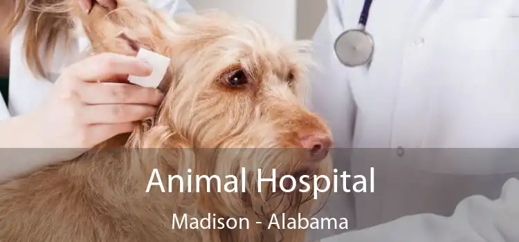 Animal Hospital Madison - Alabama