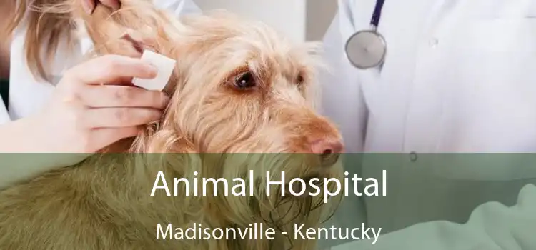 Animal Hospital Madisonville - Kentucky