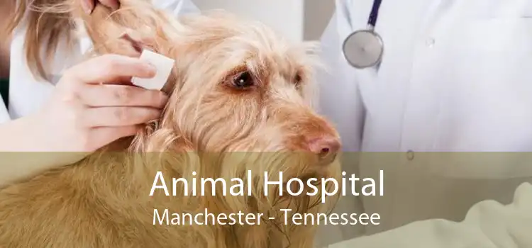 Animal Hospital Manchester - Tennessee