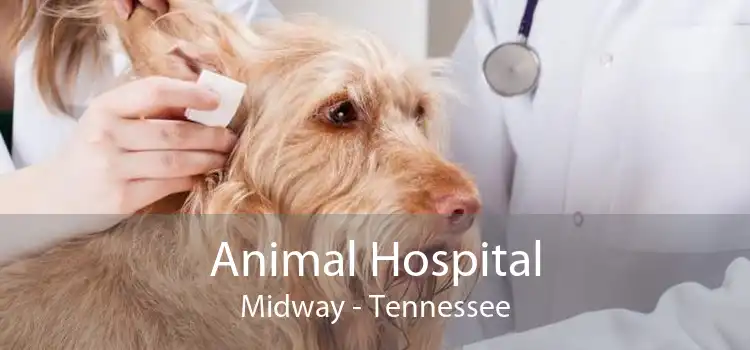 Animal Hospital Midway - Tennessee