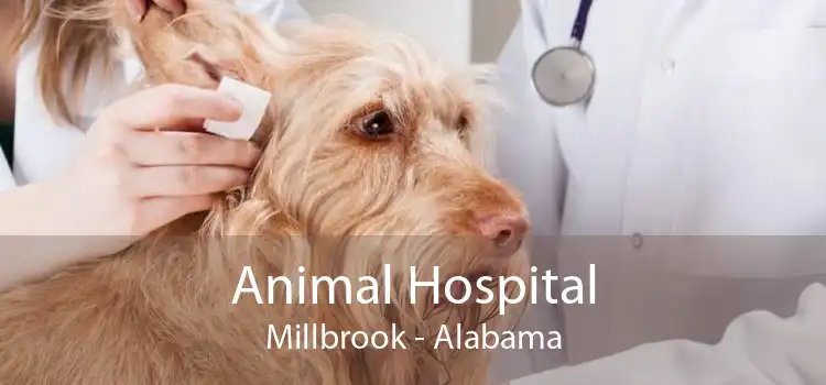 Animal Hospital Millbrook - Alabama