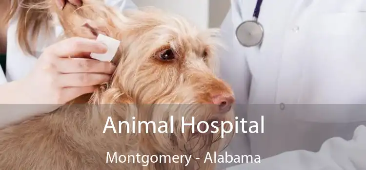 Animal Hospital Montgomery - Alabama