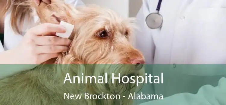 Animal Hospital New Brockton - Alabama