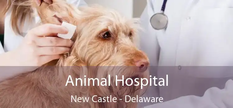 Animal Hospital New Castle - Delaware