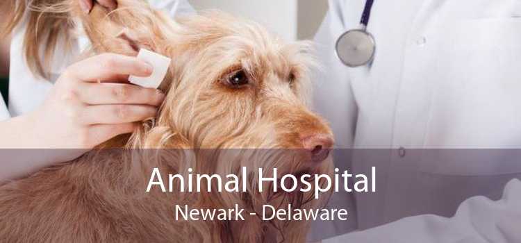 Animal Hospital Newark - Delaware