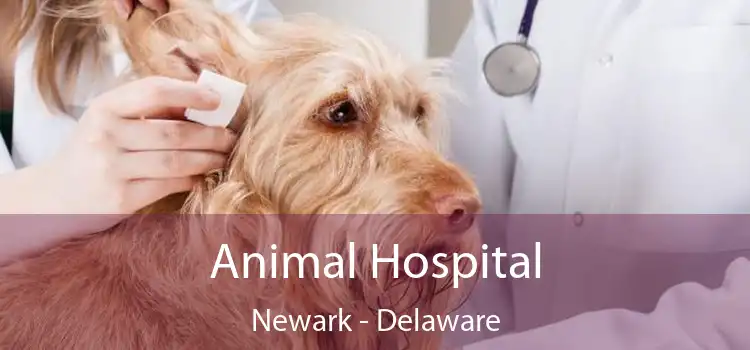 Animal Hospital Newark - Delaware