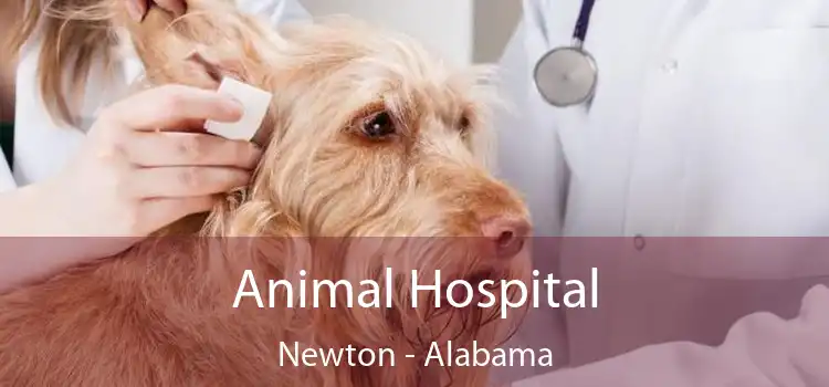 Animal Hospital Newton - Alabama