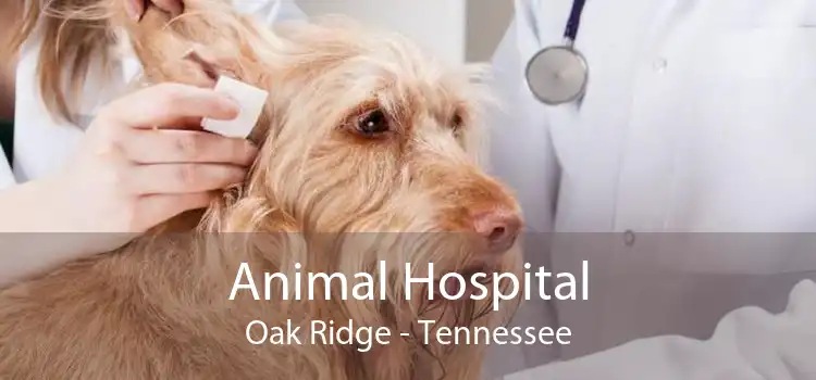 Animal Hospital Oak Ridge - Small, Affordable, And Emergency Animal Hospital