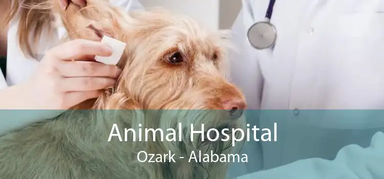 Animal Hospital Ozark - Alabama