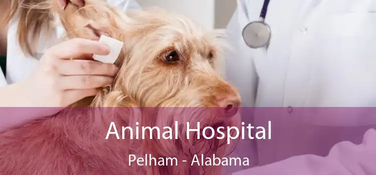 Animal Hospital Pelham - Alabama