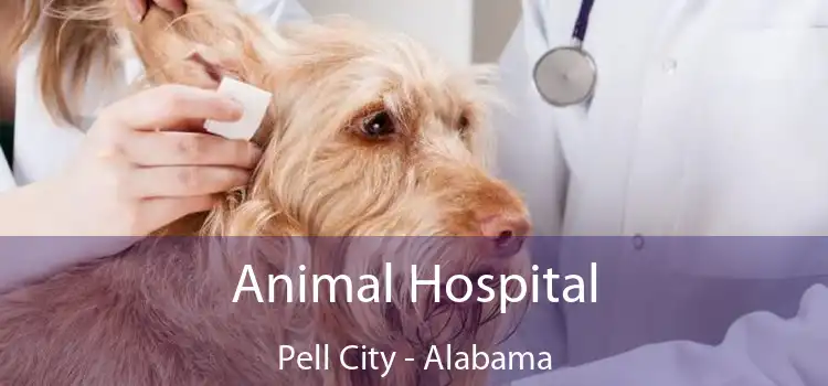 Animal Hospital Pell City - Alabama