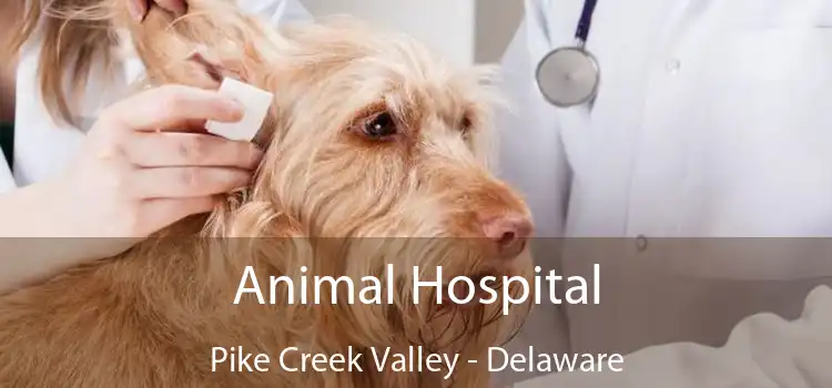 Animal Hospital Pike Creek Valley - Delaware