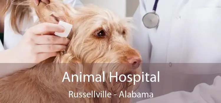 Animal Hospital Russellville - Alabama