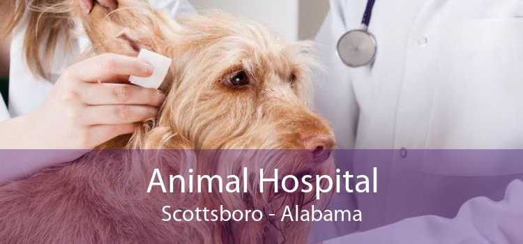 Animal Hospital Scottsboro - Alabama
